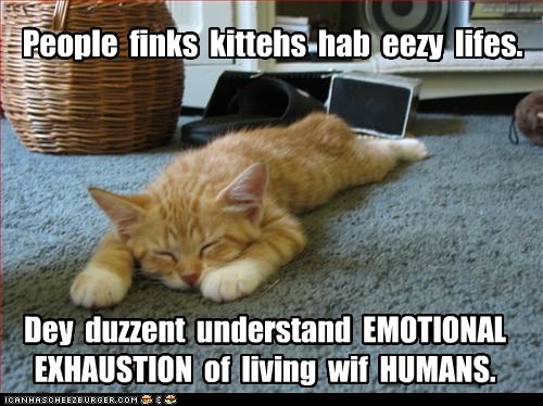 funny-pictures-people-finks-kittehs-hab-eezy-lifes.jpg