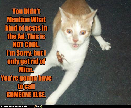 funny-pictures-pest-control-mice.jpg