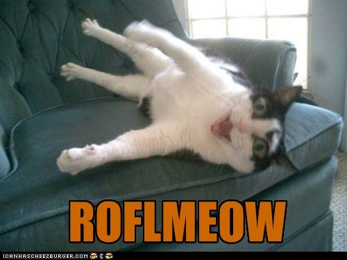 funny-pictures-roflmeow.jpg
