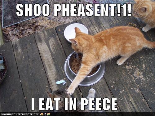 funny-pictures-shoo-pheasent-i-eat-in-peece1.jpg