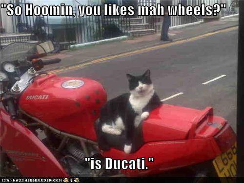 funny-pictures-so-hoomin-you-likes-mah-wheels-is-ducati.jpg
