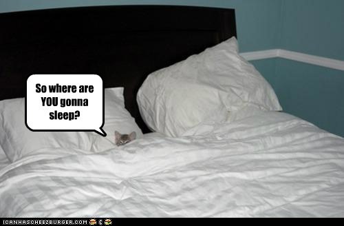 funny-pictures-so-where-are-you-gonna-sleep.jpg