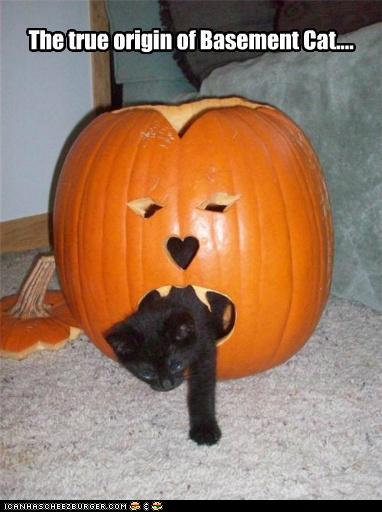 funny-pictures-the-true-origin-of-basement-cat1.jpg
