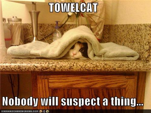 funny-pictures-towelcat-nobody-will-suspect-a-thing.jpg