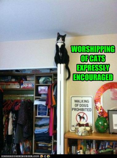 funny-pictures-worshipping-of-cats-expressly-encouraged.jpg