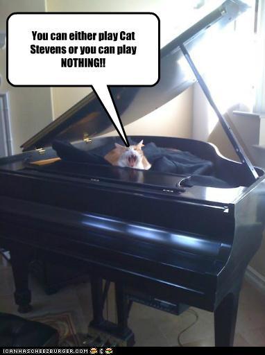 funny-pictures-you-can-either-play-cat-stevens-or-you-can-play-nothing.jpg