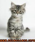 gray-long-haired-tabby-kitt.jpg