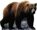 grizzly-bear-stand-up.jpg