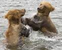 grizzly-cubs-playing-in-water.jpg