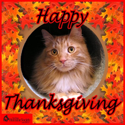 happy-thanksgiving-cat.jpg