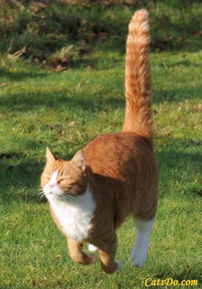 happyorangecatgrass.jpg