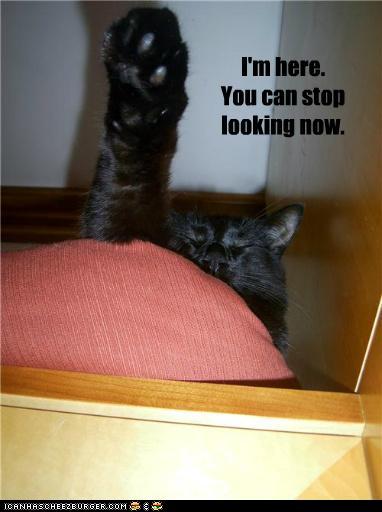 hiding-blavck-cats.jpg