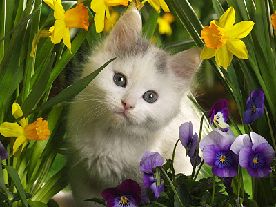 kitten-among-flowers-phi-star-featured-picture-photos.jpg