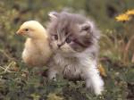 kitten-and-duck.jpg