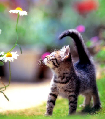 kitten-cute-looking-at-a-plastic-daisy-phi-star-featured-picture-photos.jpg