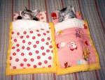 kitten-sleeping-bag.jpg