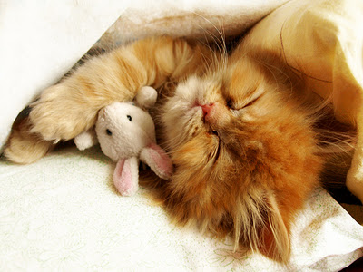 kitten-sleeping-with-bunny-phi-star-featured-picture-photos.jpg