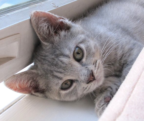 kitten1284.jpg