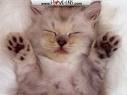 kitty1.jpg