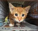 kitty10.jpg