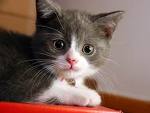 kitty17.jpg