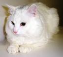 kitty2.jpg