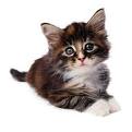 kitty5.jpg