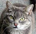kitty7.jpg