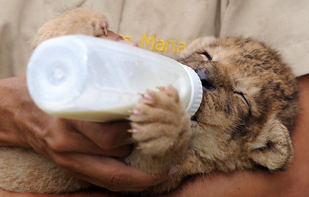 lion-cub-with-bottle.jpg