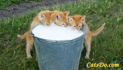 milkday.jpg
