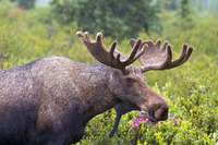 moose.jpg