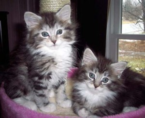 most-popular-cats-in-the-world-the-maine-coon-cat-300x244.jpg