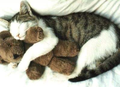 my-teddy.jpg