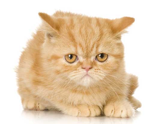 persian-kittens-2.jpg