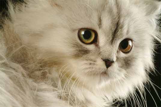persian-kittens-3.jpg