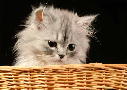 persian-kittens-4.jpg