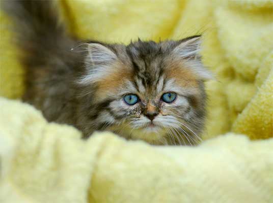 persian-kittens-5.jpg