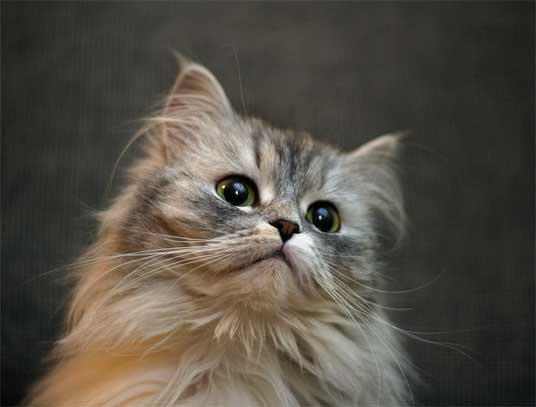 persian-kittens-7.jpg