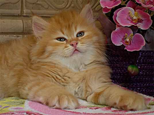 persian-kittens-9.jpg