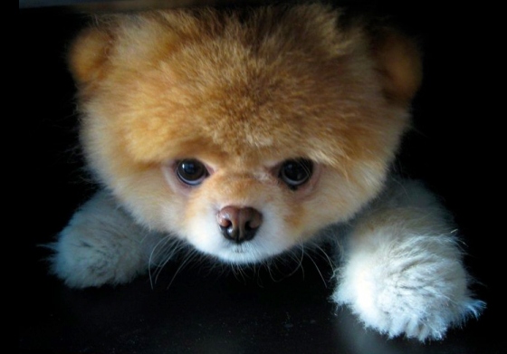 pomeranian-pup.jpg