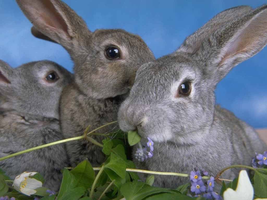 rabbits1.jpg