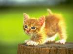 ready-to-pounce.jpg