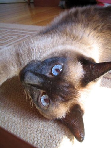 siamese-cat6.jpg
