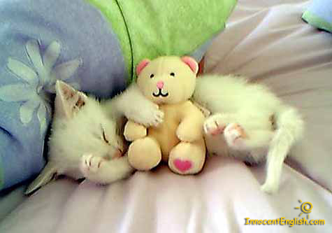 sleeping-kitten-with-stuffed-toy-img82.jpg