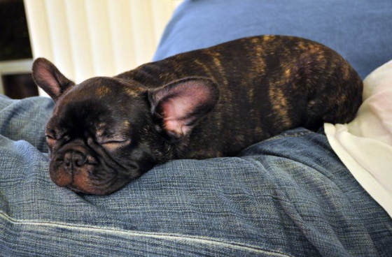 sleepy-bulldog.jpg