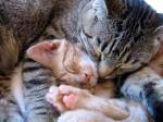 snuggling-kittens.jpg