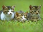 three-kittens.jpg