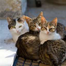 three-tabby-kittens.jpg
