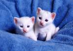tiny-white-kittens.jpg