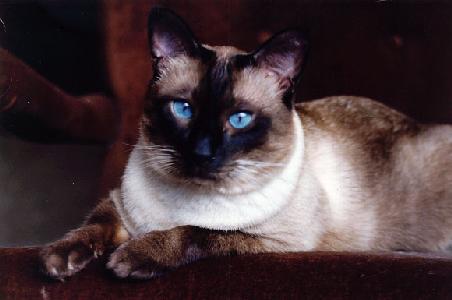 traditional-siamese-cat-1.jpg